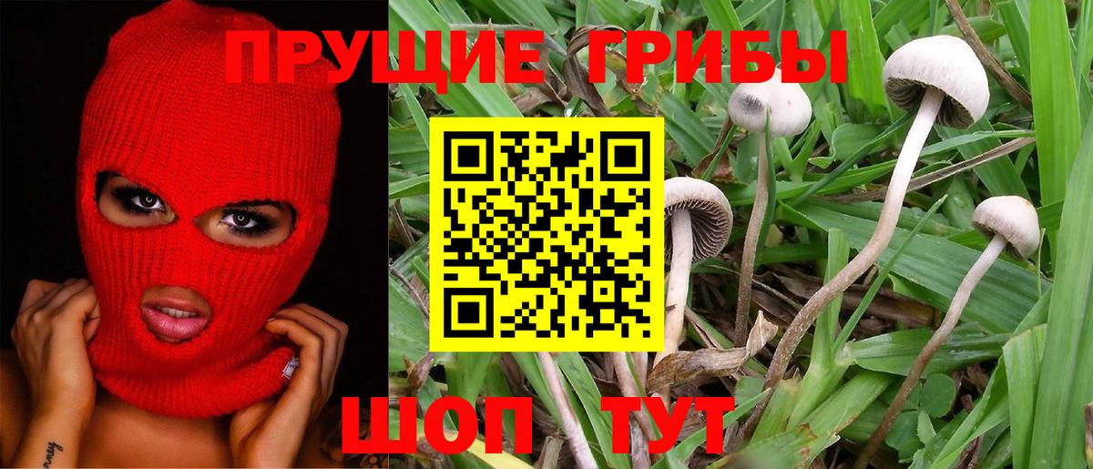 Галлюциногенные грибы Cubensis  Вход с VPN  Чернушка 